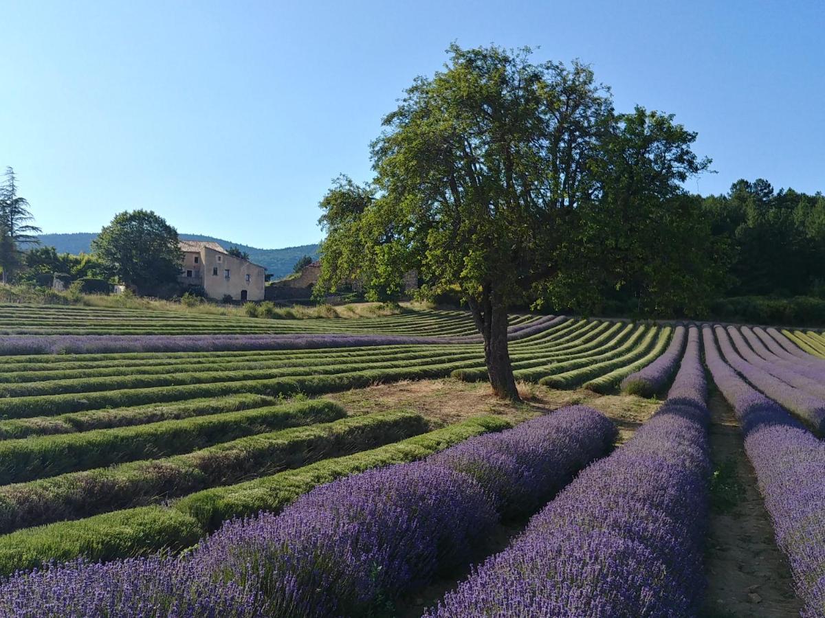 Le Mas Des Lavandes Sault-de-Vaucluse Exterior photo